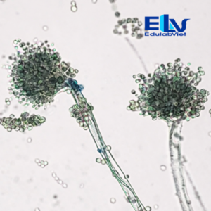 Tp002879 Edulabviet (2)