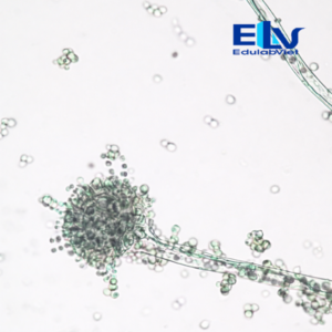 Tiêu bản nấm Aspergillus flavus – Lam kính hiển vi cố định chuẩn nấm học