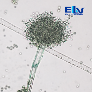 Tiêu bản nấm Aspergillus flavus – Lam kính hiển vi cố định chuẩn nấm học