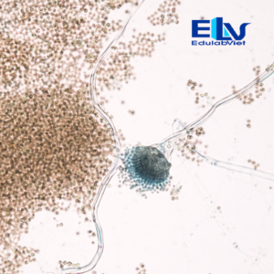 Tiêu bản nấm Aspergillus fumigatus – Lam kính hiển vi cố định chuẩn vi sinh