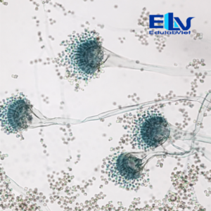 Tp002880 Edulabviet (2)