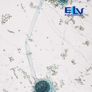 Tiêu bản nấm Aspergillus fumigatus – Lam kính hiển vi cố định chuẩn vi sinh