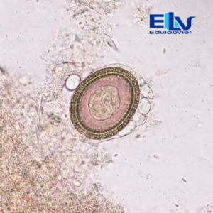 Tp002889 Edulabviet (1)