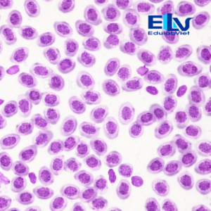 Tp002898 Edulabviet (1)