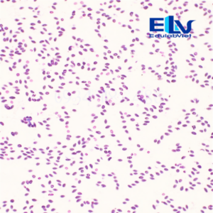 iêu bản máu ếch Rana – Tiêu bản hiển vi cố định quan sát tế bào máu