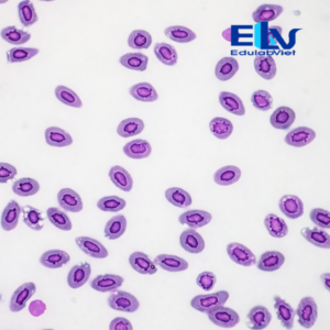 iêu bản máu ếch Rana – Tiêu bản hiển vi cố định quan sát tế bào máu