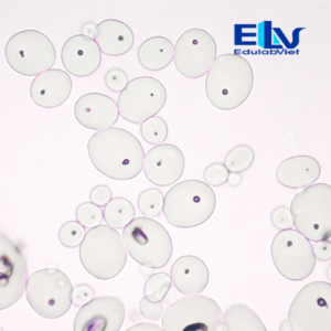 Tp002910 Edulabviet (1)