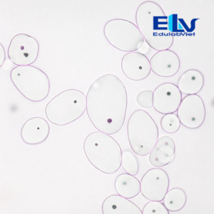 Tiêu bản tế bào dự trữ tinh bột khoai tây – Tiêu bản hiển vi thực vật