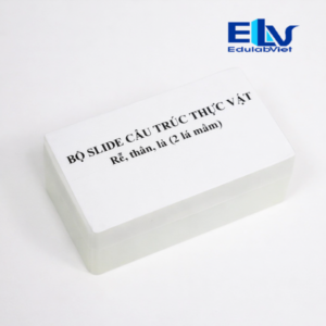 Bộ slide cấu trúc thực vật 2 lá mầm – Rễ thân lá