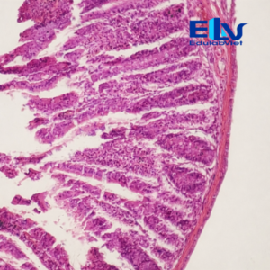 Tiêu Bản Ruột Non Cắt Ngang – Tiêu Bản Hiển Vi Cố Định Mô Học Rõ Nét