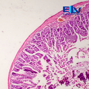 Tiêu Bản Ruột Non Cắt Ngang – Tiêu Bản Hiển Vi Cố Định Mô Học Rõ Nét