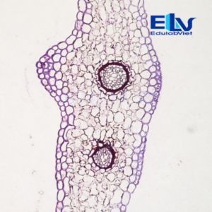 Tp036442 Edulabviet (1)