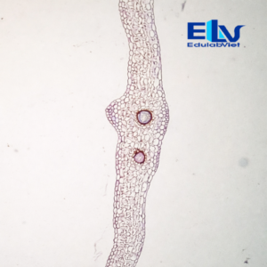 Tiêu Bản Lá Dương Xỉ Cắt Ngang – Tiêu Bản Hiển Vi Cố Định Nhuộm Màu Rõ Nét