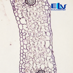 Tiêu Bản Lá Dương Xỉ Cắt Ngang – Tiêu Bản Hiển Vi Cố Định Nhuộm Màu Rõ Nét