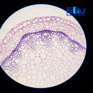 Tiêu bản thân cây diếp cá cắt ngang – Lam kính giải phẫu thân thực vật