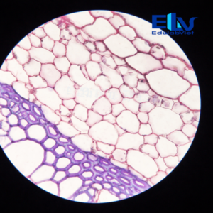 Tiêu bản thân cây diếp cá cắt ngang – Lam kính giải phẫu thân thực vật