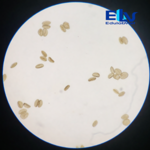 Tp036688 Edulabviet (1)