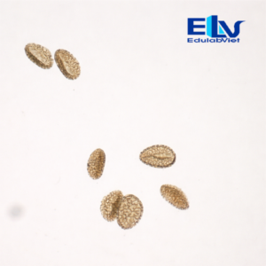 Tiêu bản hạt phấn hoa ly – Tiêu bản hiển vi thực vật dùng cho giảng dạy và phòng thí nghiệm