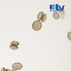 Tiêu bản hạt phấn hoa ly – Tiêu bản hiển vi thực vật dùng cho giảng dạy và phòng thí nghiệm