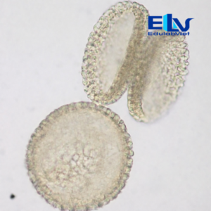 Tiêu bản hạt phấn hoa ly – Tiêu bản hiển vi thực vật dùng cho giảng dạy và phòng thí nghiệm