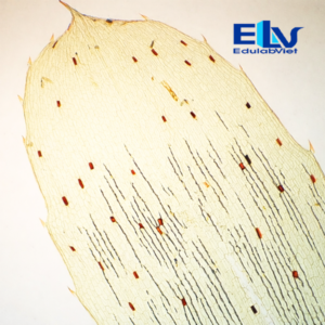 Tiêu bản tế bào rong đuôi chó Elodea – Tiêu bản hiển vi cố định chuẩn phòng thí nghiệm