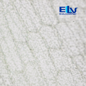 Tiêu bản tế bào rong đuôi chó Elodea – Tiêu bản hiển vi cố định chuẩn phòng thí nghiệm