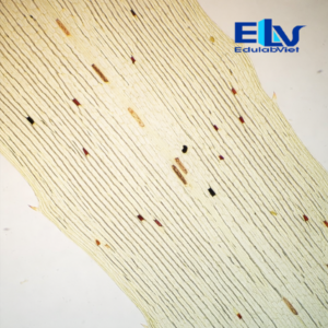 Tiêu bản tế bào rong đuôi chó Elodea – Tiêu bản hiển vi cố định chuẩn phòng thí nghiệm