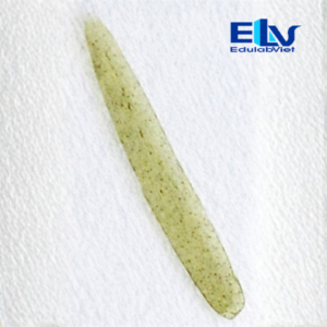 Tp036757 Edulabviet (5)