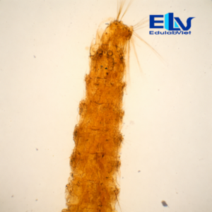 Tp037385 Edulabviet (1)