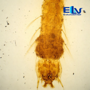 Tiêu Bản Ấu Trùng Muỗi Anopheles – Tiêu Bản Sinh Học Quan Sát Ấu Trùng Muỗi