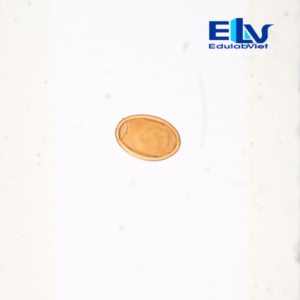 Tp037583 Edulabviet (1)