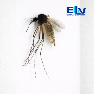 Tiêu bản muỗi Aedes cái – Tiêu bản hiển vi muỗi truyền bệnh sốt xuất huyết