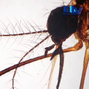 Tiêu bản muỗi Aedes cái – Tiêu bản hiển vi muỗi truyền bệnh sốt xuất huyết