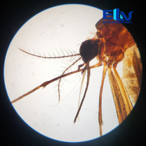 Tiêu bản muỗi Aedes cái – Tiêu bản hiển vi muỗi truyền bệnh sốt xuất huyết