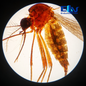 Tp037616 Edulabviet (4)