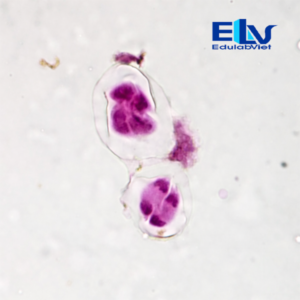 Tiêu bản giảm phân hoa hẹ – Tiêu bản hiển vi quan sát quá trình giảm phân