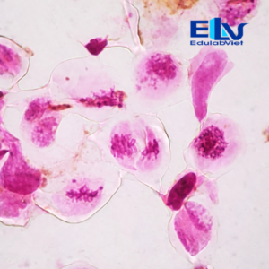 Tp037633 Edulabviet (4)