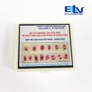 Bộ Tiêu Bản Nguyên Phân Và Giảm Phân – Tiêu Bản Sinh Học Quan Sát Nhiễm Sắc Thể