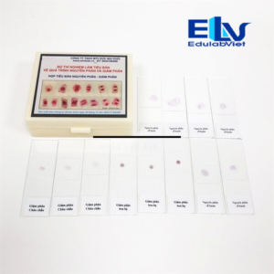 Tp037796 Edulabviet (3)