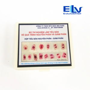 Bộ Thí Nghiệm Làm Tiêu Bản Nguyên Phân Và Giảm Phân – Quan Sát Nhiễm Sắc Thể