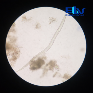 Tp038007 Edulabviet (4)