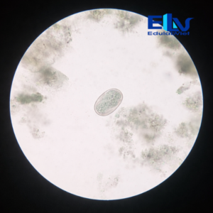 Tp038030 Edulabviet (2)