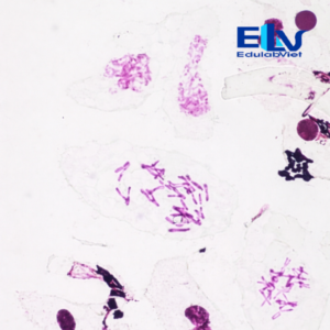 Tp038104 Edulabviet (3)