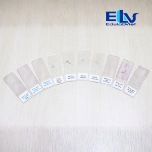 Tp038109 Edulabviet (1)