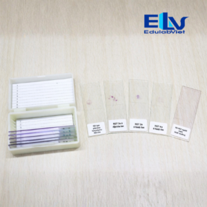 Bộ Thiết Bị Thí Nghiệm Làm Tiêu Bản Quan Sát Đột Biến Nhiễm Sắc Thể (10 Tiêu Bản)