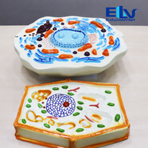 Tp038160 Edulabviet (1)