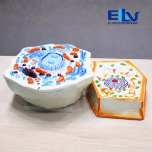 Mô Hình Cấu Tạo Tế Bào Động Vật Và Tế Bào Thực Vật 3D