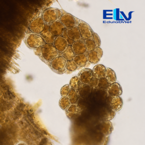 Tp038440 Edulabviet (1)