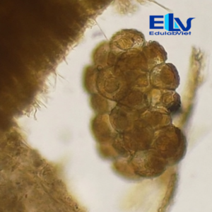 Tiêu bản Trứng sán dải chó Dipylidium caninum – Lam kính hiển vi ký sinh trùng thú y