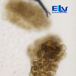 Tiêu bản Trứng sán dải chó Dipylidium caninum – Lam kính hiển vi ký sinh trùng thú y